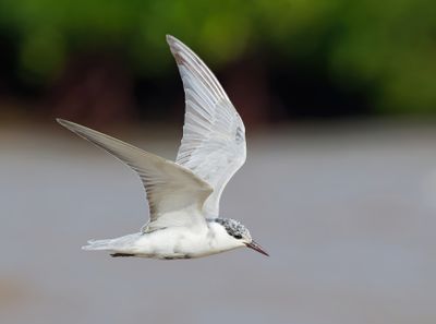 Whiskered Tern - Chlidonias h. hybrida