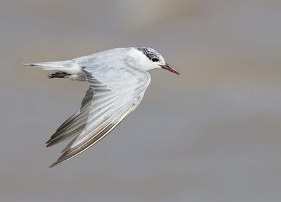 Whiskered Tern - Chlidonias h. hybrida