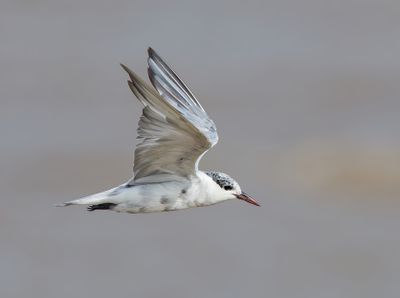 Whiskered Tern - Chlidonias h. hybrida