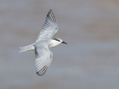 Whiskered Tern - Chlidonias h. hybrida