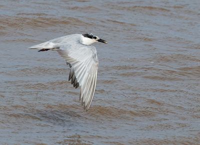 Whiskered Tern - Chlidonias h. hybrida