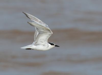Whiskered Tern - Chlidonias h. hybrida