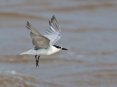 Whiskered Tern - Chlidonias h. hybrida