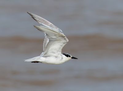 Whiskered Tern - Chlidonias h. hybrida