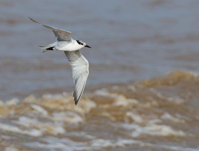 Whiskered Tern - Chlidonias h. hybrida