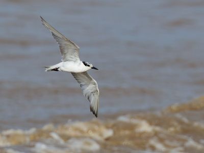 Whiskered Tern - Chlidonias h. hybrida