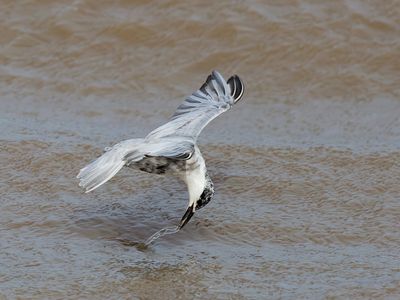 Whiskered Tern - Chlidonias h. hybrida