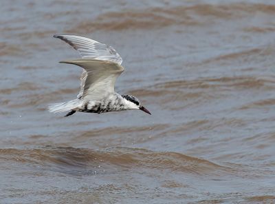 MAP: Whiskered Tern - Chlidonias hybrida