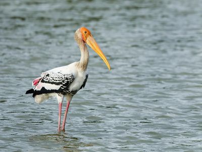 Painted Stork - Mycteria leucocephala