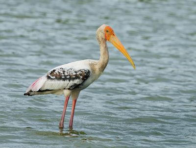 Painted Stork - Mycteria leucocephala