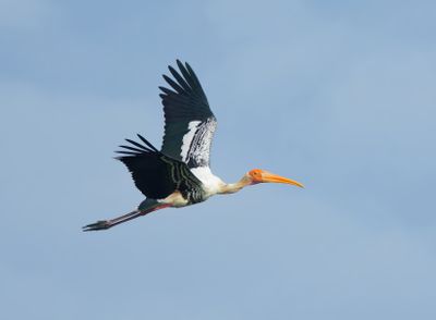 Painted Stork - Mycteria leucocephala