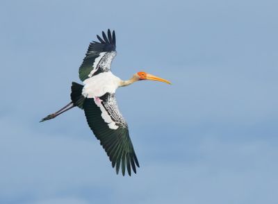 Painted Stork - Mycteria leucocephala