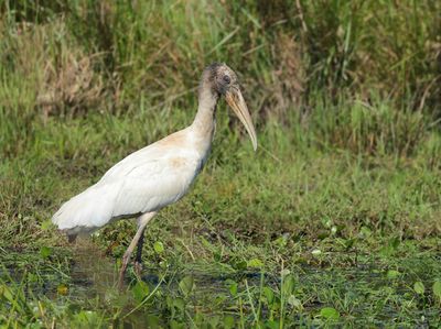 Wood Stork - Mycteria americana