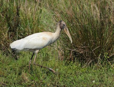 Wood Stork - Mycteria americana