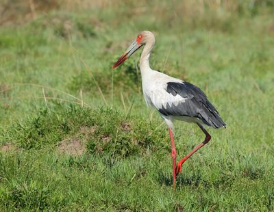 Maguari Stork - Ciconia maguari