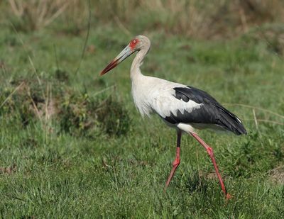 Maguari Stork - Ciconia maguari