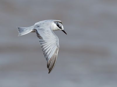 Whiskered Tern - Childonias h. hybrida