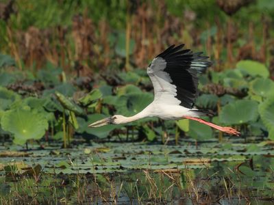 Asian Openbill - Anastomus oscitans