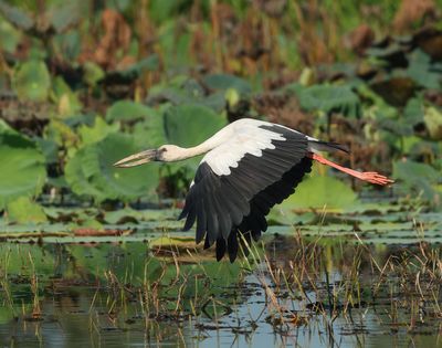 Asian Openbill - Anastomus oscitans