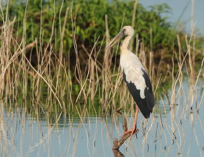 Asian Openbill - Anastomus oscitans