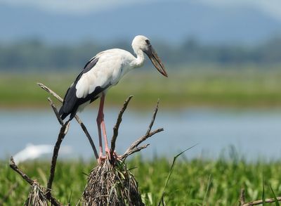 MAP: Asian Openbill - Anastomus oscitans