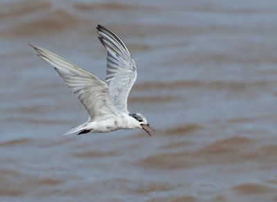 Whiskered Tern - Childonias h. hybrida