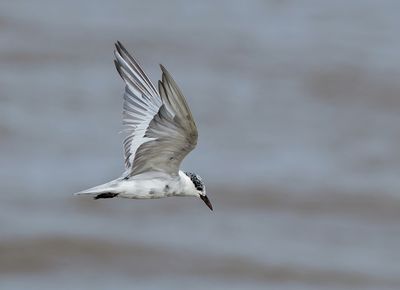 Whiskered Tern - Childonias h. hybrida