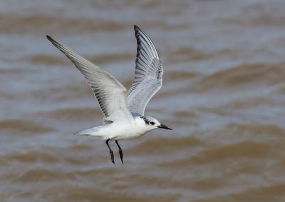 Whiskered Tern - Childonias h. hybrida