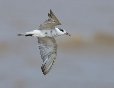 Whiskered Tern - Childonias h. hybrida