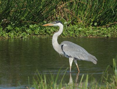 Cocoi Heron - Ardea cocoi