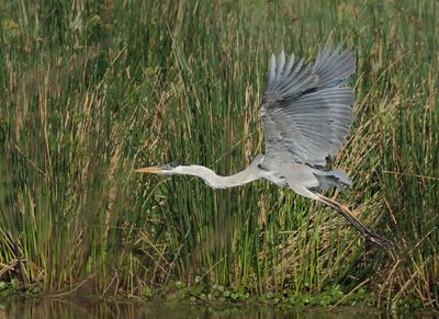 Cocoi Heron - Ardea cocoi