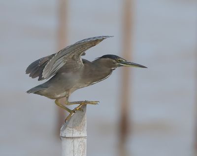 Striated Heron - Butorides striata