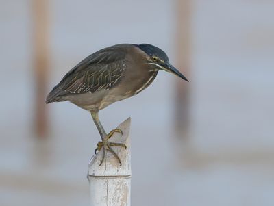 Striated Heron - Butorides striata