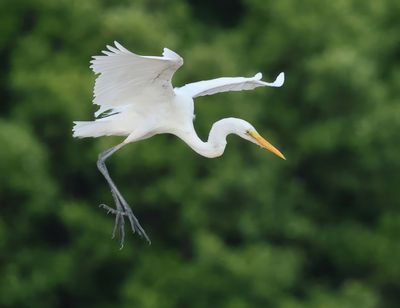 Great Egret - Ardea alba modesta