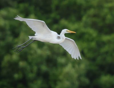 Great Egret - Ardea alba modesta