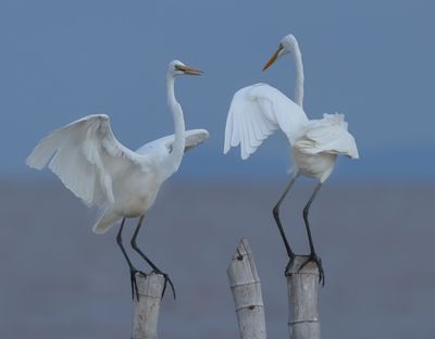 Great Egret - Ardea alba modesta