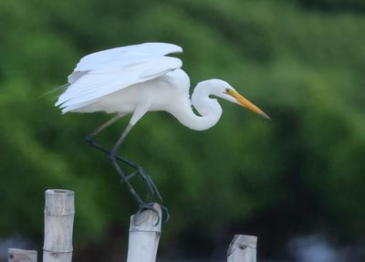 Great Egret - Ardea alba modesta