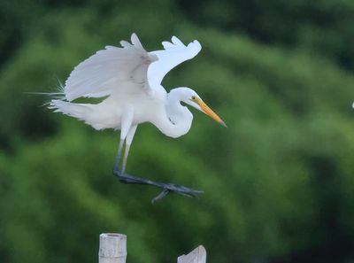 Great Egret - Ardea alba modesta
