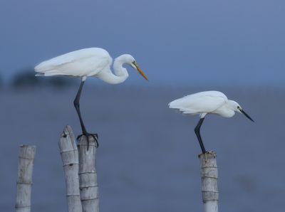 Great Egret - Ardea alba modesta