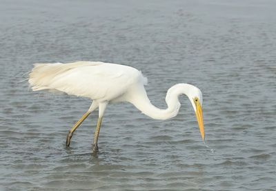 Great Egret - Ardea alba modesta