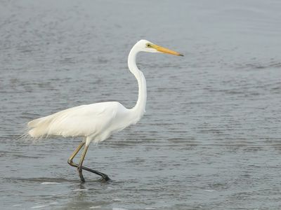 Great Egret - Ardea alba modesta