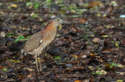 Malayan Night Heron - Gorsachius melanolophus