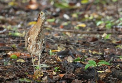 Malayan Night Heron - Gorsachius melanolophus