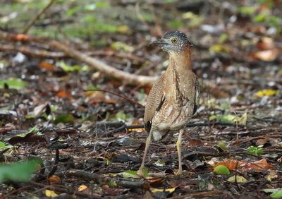 Malayan Night Heron - Gorsachius melanolophus