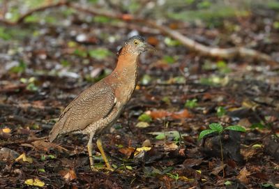 Malayan Night Heron - Gorsachius melanolophus