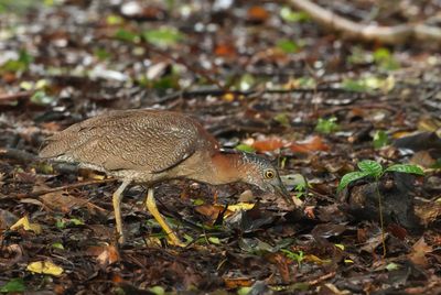 Malayan Night Heron - Gorsachius melanolophus
