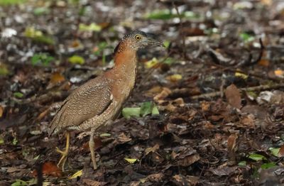 Malayan Night Heron - Gorsachius melanolophus