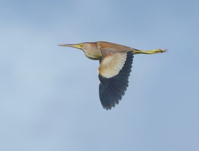 Yellow Bittern - Ixobrychus sinensis