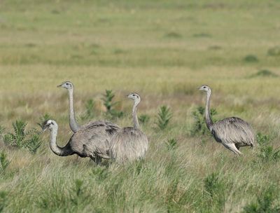 Greater Rhea - Rhea americana