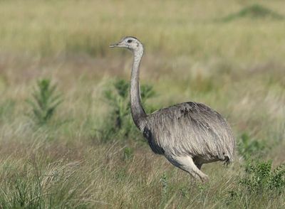 MAP: Greater Rhea - Rhea americana